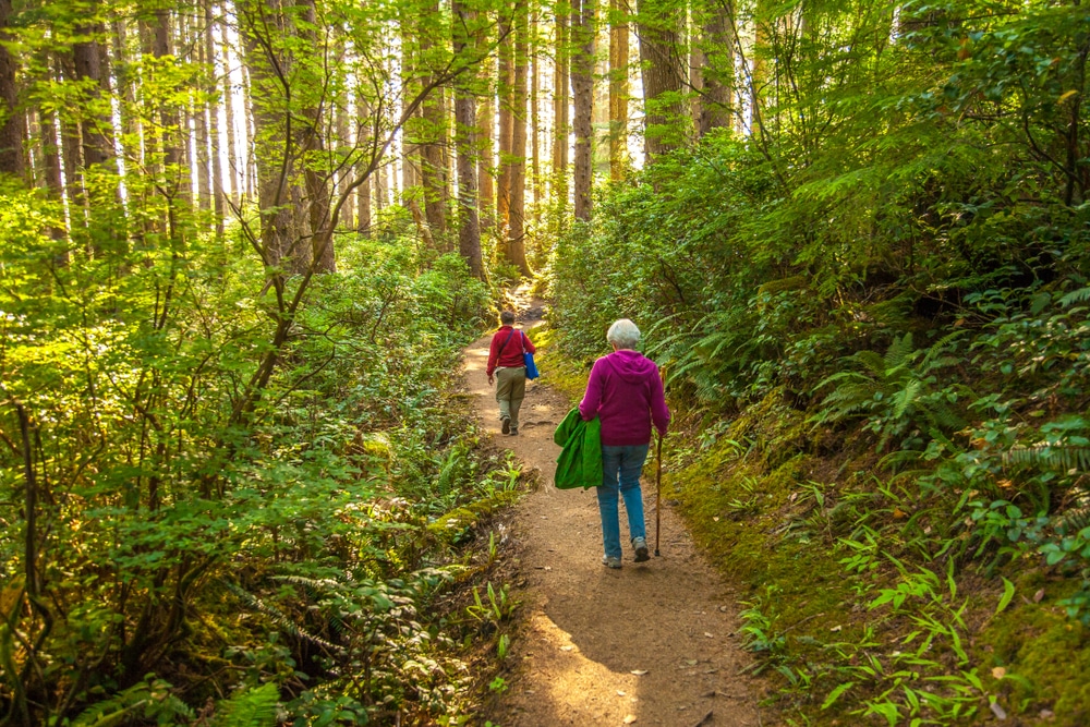 Two people walk along a narrow dirt trail through a sunlit, green forest.