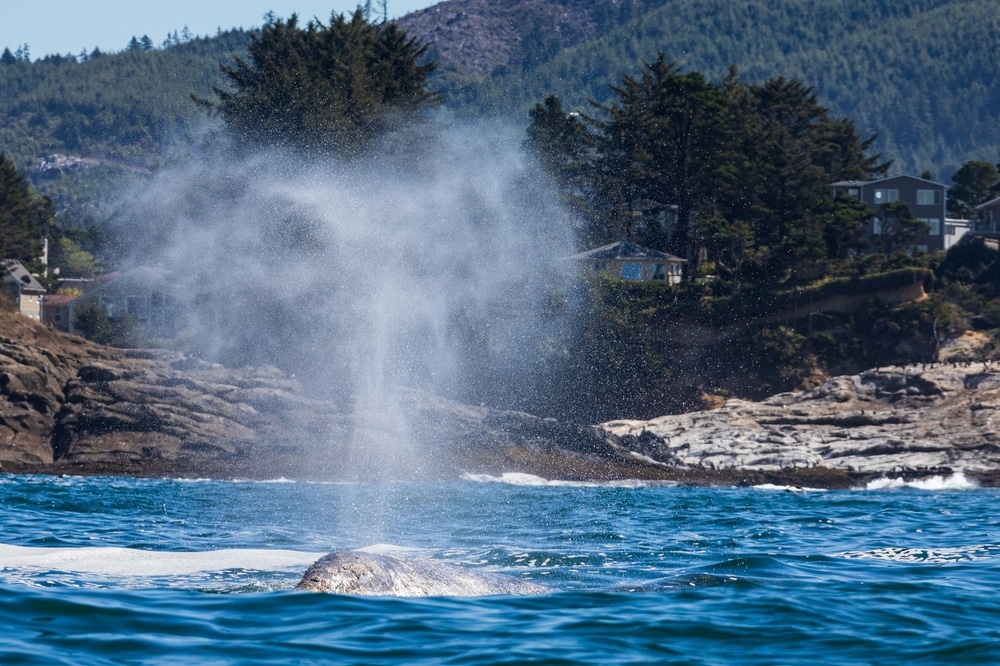 A whale surfaces in the ocean, exhaling a vertical spray of water, with a rocky, forested coastline in the background.