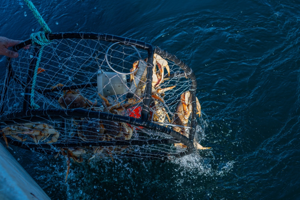 A crab trap filled with crabs being lifted out of the ocean water.