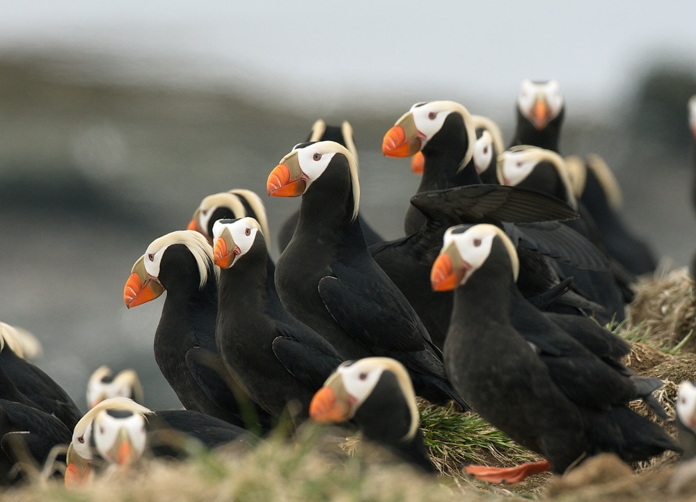 A large group of tufted puffins with distinctive orange beaks and yellow head plumes standing on a grassy cliff.