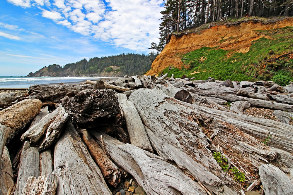 Driftwood on a beach, with a steep, grassy orange cliff and blue sky with clouds in the background.