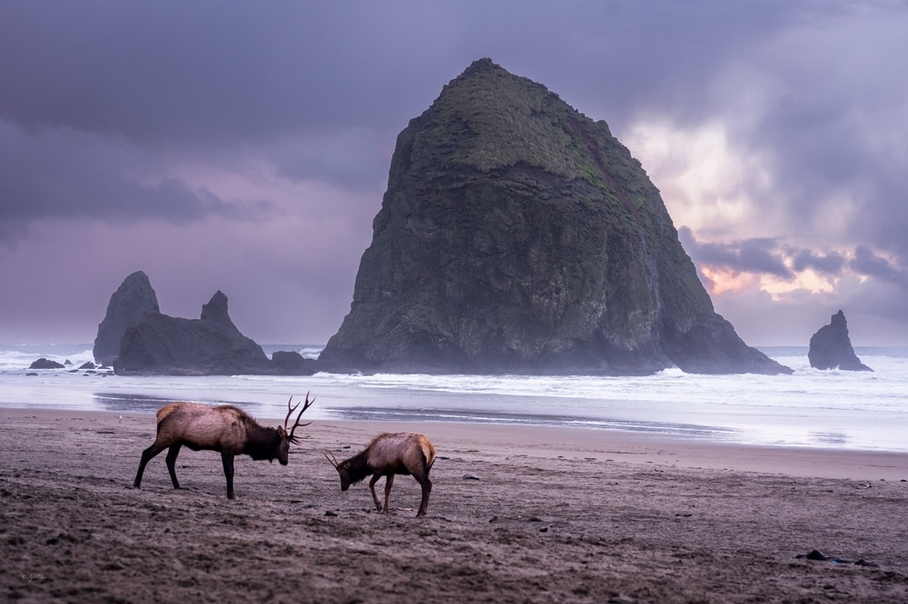 Two elk stand on a beach in front of Cannon Beach's Haystack Rock under a cloudy, purple-tinted sky.