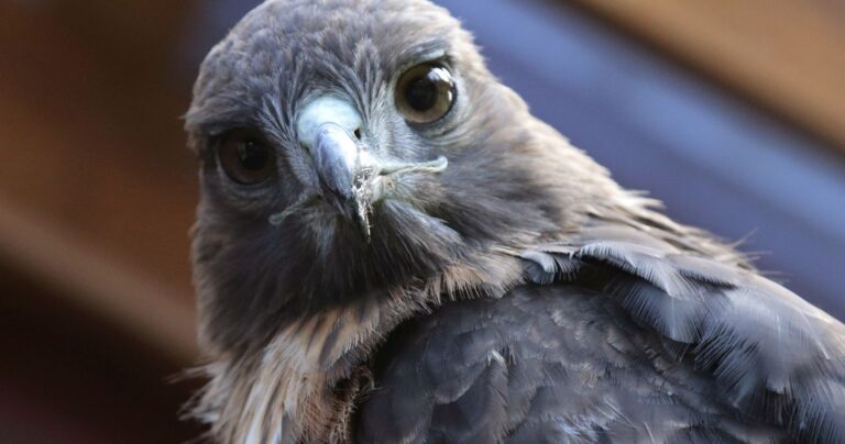 A close-up, front-facing view of a hawk with a light-colored beak and dark, focused eyes.