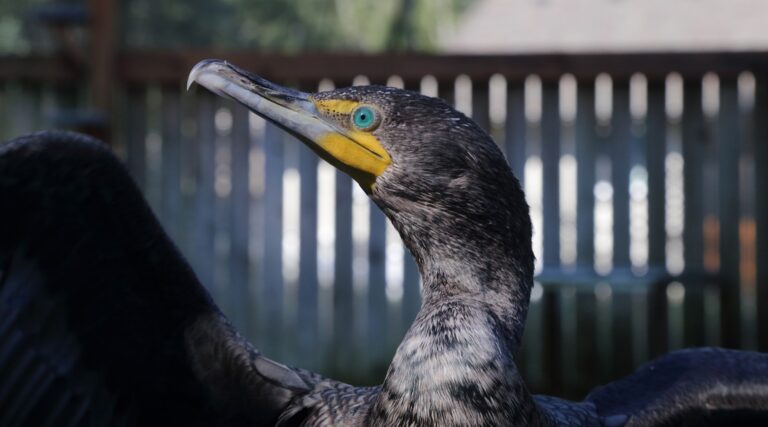 A close-up profile shot of a cormorant with a bright blue eye and a yellow patch near its beak, wings spread wide.