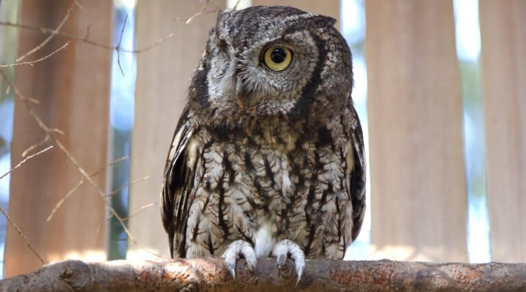 A small, grey-brown screech owl with yellow eyes perched on a wooden branch in front of a wooden fence.